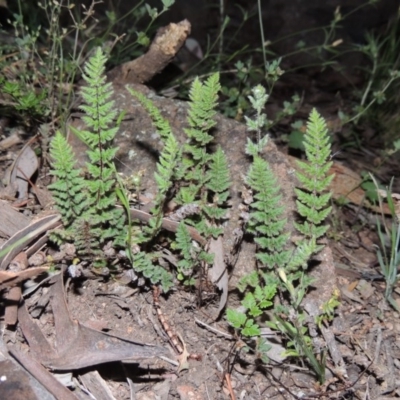 Cheilanthes distans (Bristly Cloak Fern) at Calwell, ACT - 23 Nov 2015 by michaelb
