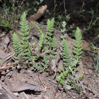 Cheilanthes distans (Bristly Cloak Fern) at Tuggeranong Hill - 23 Nov 2015 by michaelb