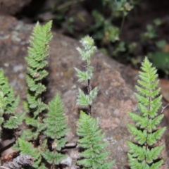 Cheilanthes distans at Calwell, ACT - 23 Nov 2015