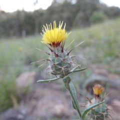 Centaurea melitensis (Maltese Cockspur, Cockspur Thistle) at Calwell, ACT - 23 Nov 2015 by MichaelBedingfield