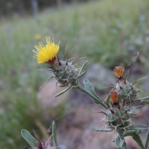 Centaurea melitensis at Calwell, ACT - 23 Nov 2015