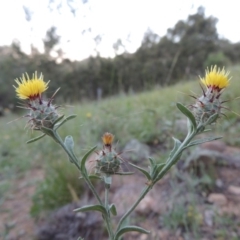 Centaurea melitensis at Calwell, ACT - 23 Nov 2015 08:06 PM