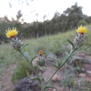 Centaurea melitensis at Calwell, ACT - 23 Nov 2015