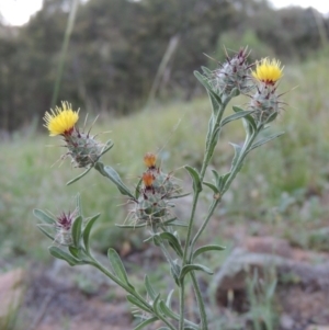 Centaurea melitensis at Calwell, ACT - 23 Nov 2015