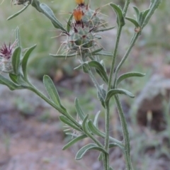 Centaurea melitensis at Calwell, ACT - 23 Nov 2015 08:06 PM