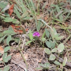 Glycine tabacina (Variable Glycine) at Bonython, ACT - 24 Jan 2016 by michaelb