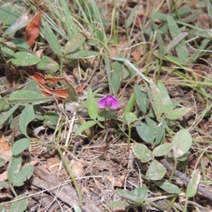 Glycine tabacina at Bonython, ACT - 24 Jan 2016