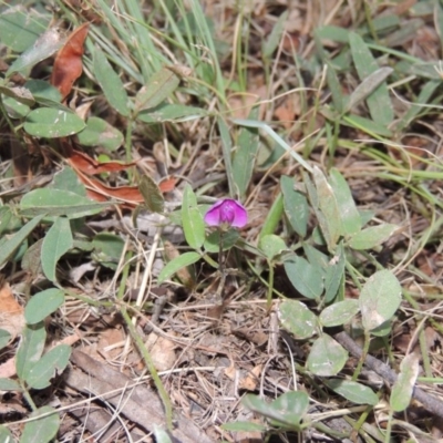 Glycine tabacina (Variable Glycine) at Stranger Pond - 24 Jan 2016 by michaelb