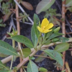 Ludwigia peploides subsp. montevidensis (Water Primrose) at Bonython, ACT - 24 Jan 2016 by michaelb