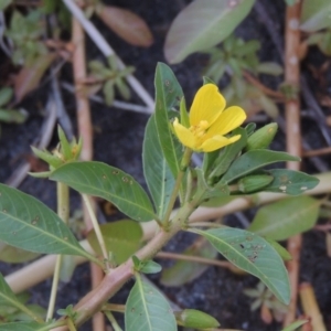 Ludwigia peploides subsp. montevidensis at Bonython, ACT - 24 Jan 2016 08:12 PM