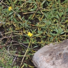 Ludwigia peploides subsp. montevidensis at Bonython, ACT - 24 Jan 2016 08:12 PM