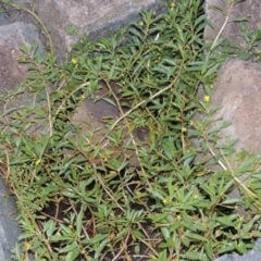 Ludwigia peploides subsp. montevidensis at Bonython, ACT - 24 Jan 2016 08:12 PM