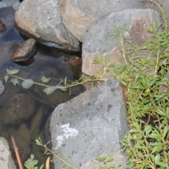 Ludwigia peploides subsp. montevidensis at Bonython, ACT - 24 Jan 2016 08:12 PM