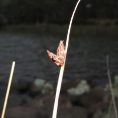 Schoenoplectus pungens (Common Three-Square) at Stranger Pond - 24 Jan 2016 by michaelb