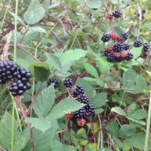 Rubus anglocandicans at Garran, ACT - 25 Jan 2016 11:01 AM