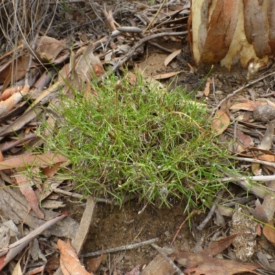 Laxmannia gracilis (Slender Wire Lily) at Point 79 - 24 Jan 2016 by RWPurdie