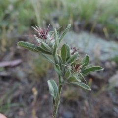 Centaurea melitensis (Maltese Cockspur, Cockspur Thistle) at Calwell, ACT - 23 Nov 2015 by MichaelBedingfield