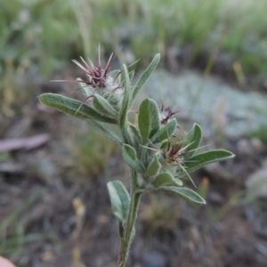 Centaurea melitensis at Calwell, ACT - 23 Nov 2015