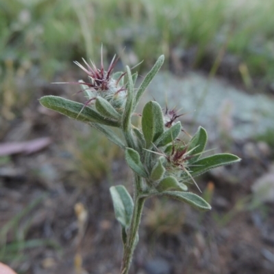 Centaurea melitensis (Maltese Cockspur, Cockspur Thistle) at Calwell, ACT - 23 Nov 2015 by MichaelBedingfield