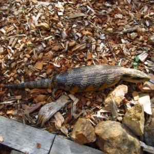 Tiliqua scincoides scincoides at Cook, ACT - 25 Jan 2016