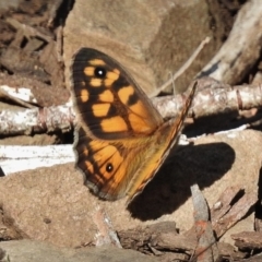 Geitoneura klugii (Marbled Xenica) at Namadgi National Park - 18 Jan 2016 by JohnBundock