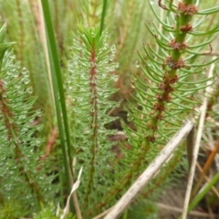 Myriophyllum simulans (Water Milfoil) at Isaacs Ridge - 21 Jan 2016 by Mike