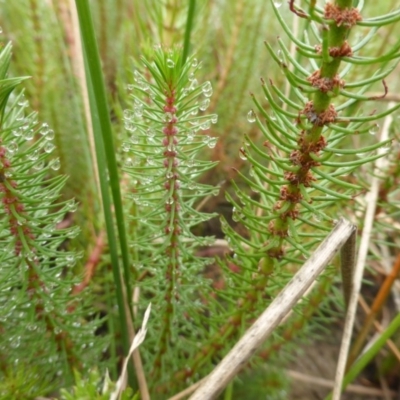 Myriophyllum simulans (Water Milfoil) at Jerrabomberra, ACT - 21 Jan 2016 by Mike