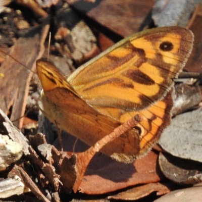 Heteronympha merope (Common Brown Butterfly) at Mount Clear, ACT - 18 Jan 2016 by JohnBundock