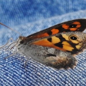 Geitoneura klugii at Mount Clear, ACT - 19 Jan 2016 12:00 AM