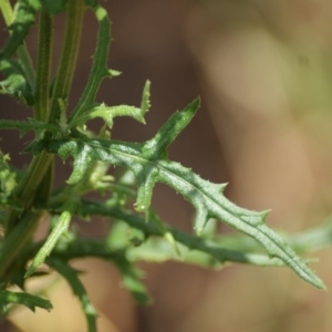 Senecio bathurstianus at Red Hill, ACT - 23 Dec 2015 01:55 PM