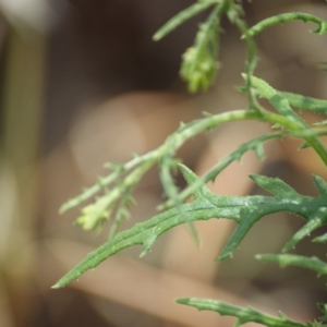 Senecio bathurstianus at Red Hill, ACT - 23 Dec 2015