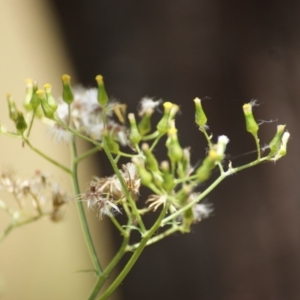 Senecio bathurstianus at Red Hill, ACT - 23 Dec 2015