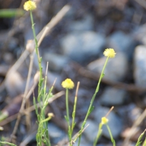 Calotis lappulacea at Garran, ACT - 16 Jan 2016