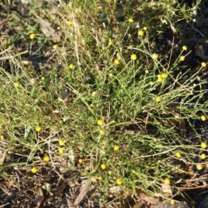 Calotis lappulacea at Garran, ACT - 16 Jan 2016 06:50 PM