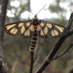 Amata (genus) (Handmaiden Moth) at Aranda Bushland - 25 Jan 2016 by annamacdonald