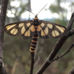 Amata (genus) at Aranda, ACT - 26 Jan 2016 09:56 AM