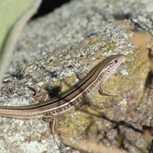 Ctenotus robustus at Garran, ACT - 28 Dec 2015 04:01 PM