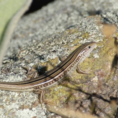 Ctenotus robustus (Robust Striped-skink) at Red Hill Nature Reserve - 28 Dec 2015 by roymcd