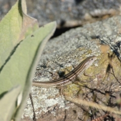 Ctenotus robustus at Garran, ACT - 28 Dec 2015