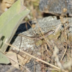 Ctenotus robustus at Garran, ACT - 28 Dec 2015