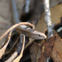 Lampropholis delicata (Delicate Skink) at Garran, ACT - 9 Jan 2016 by roymcd