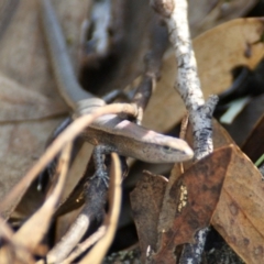 Lampropholis delicata at Garran, ACT - 9 Jan 2016 06:25 PM