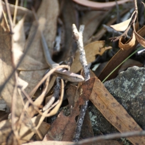 Lampropholis delicata at Garran, ACT - 9 Jan 2016 06:25 PM