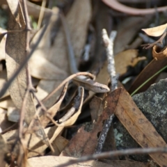 Lampropholis delicata at Garran, ACT - 9 Jan 2016 06:25 PM