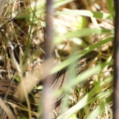 Acritoscincus duperreyi (Eastern Three-lined Skink) at Tidbinbilla Nature Reserve - 19 Dec 2015 by roymcd