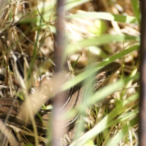 Acritoscincus duperreyi at Paddys River, ACT - 19 Dec 2015