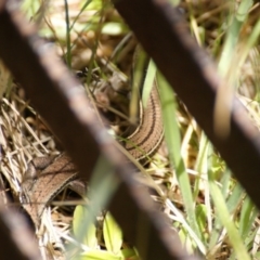 Acritoscincus duperreyi at Paddys River, ACT - 19 Dec 2015 12:38 PM