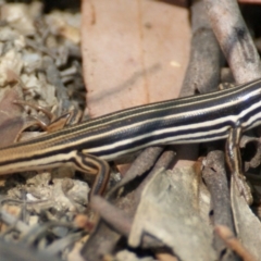 Ctenotus taeniolatus (Copper-tailed Skink) at Paddys River, ACT - 18 Dec 2015 by roymcd