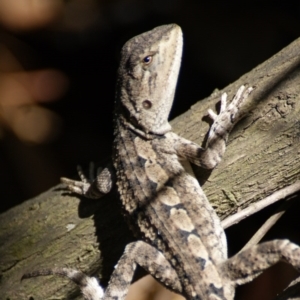 Amphibolurus muricatus at Paddys River, ACT - 19 Dec 2015 11:39 AM