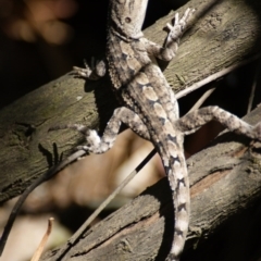 Amphibolurus muricatus at Paddys River, ACT - 19 Dec 2015